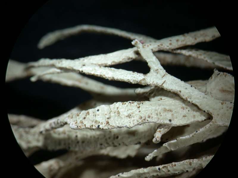 [Ramalina portosantana]